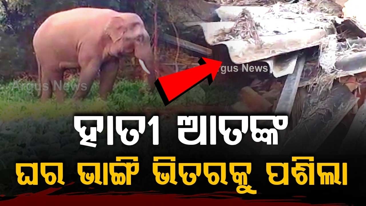 Elephant Terror In Karanjia: Wild Tusker Attacks Woman Inside House | Argus News