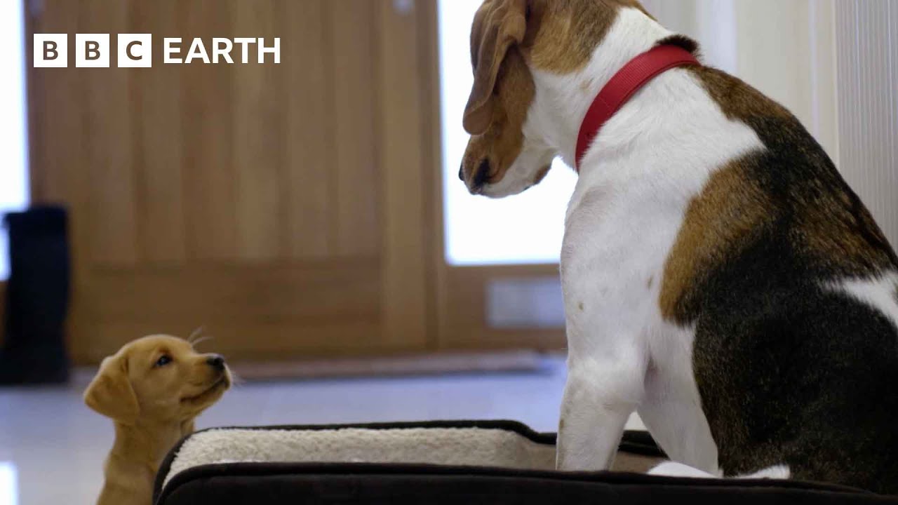Labrador Puppy Befriends 2-Year-Old Rescue Dog | Wonderful World of Puppies | BBC Earth