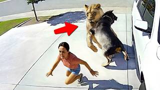 Животные, Отважно Защищающие Свои Дома