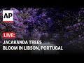 LIVE: Jacaranda trees bloom in Lisbon, Portugal