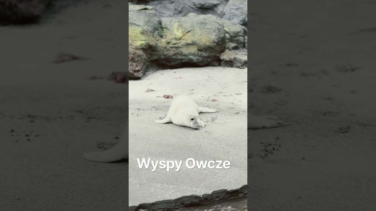 Wyspy Owcze