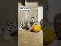Snow leopard cub plays with jack-o-lantern
