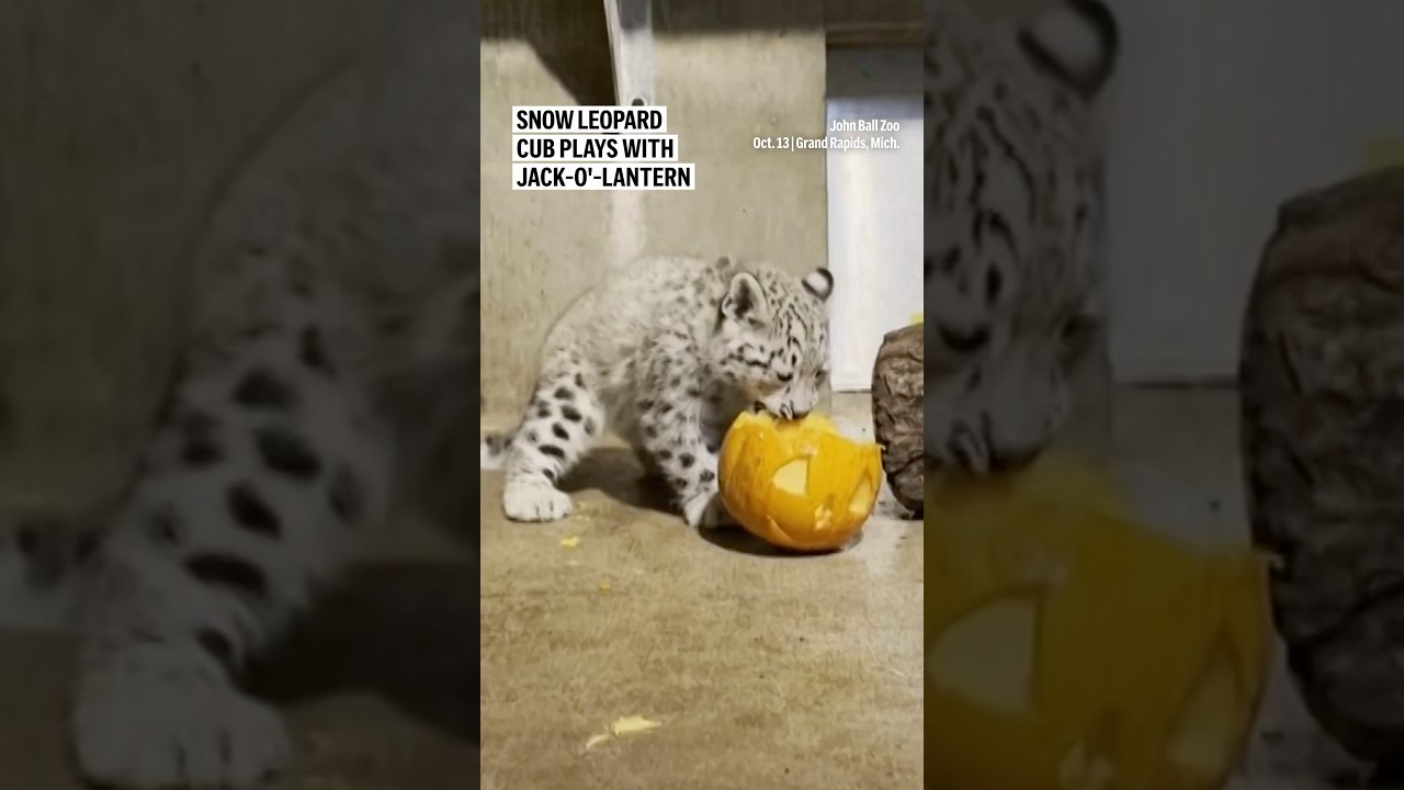 Snow leopard cub plays with jack-o'-lantern