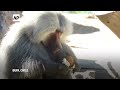 Zoo animals in Chile get treats in colorful eggs for Easter  - 00:58 min - News - Video