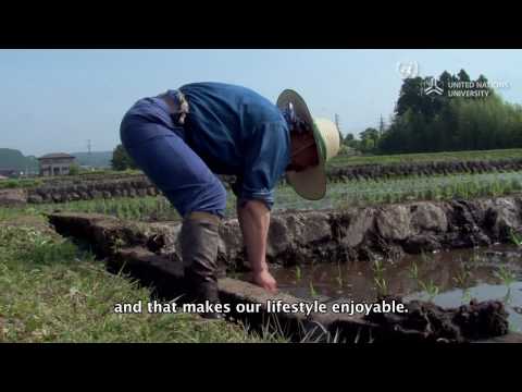 Konohana Family Farm is a communal farm, and is part of the Global eco-village Network (GEN). Japan's continued migration to the cities enables this (and other eco-villages) to grow and take over in the wake of abandoned private small-holdings.
