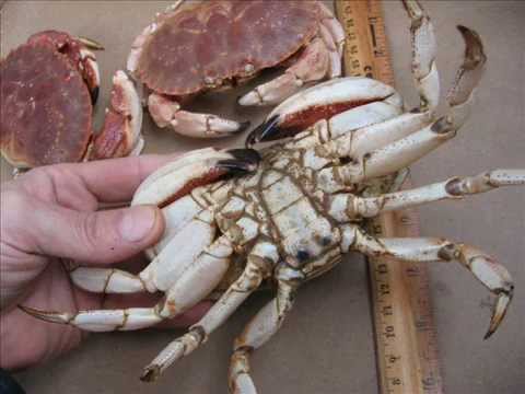Jonah Crab (Cancer borealis) Simulated Black Shell Disease ...