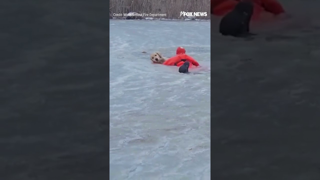 DRAMATIC RESCUE: Video shows firefighter crawling across frozen pond to rescue a dog #shorts #dog