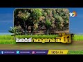 మామిడిలో గూడుపురుగు నివారణ | Mamidilo Gudupurugu Nivarana | Matti Manishi | 10TVNews - 04:40 min - News - Video