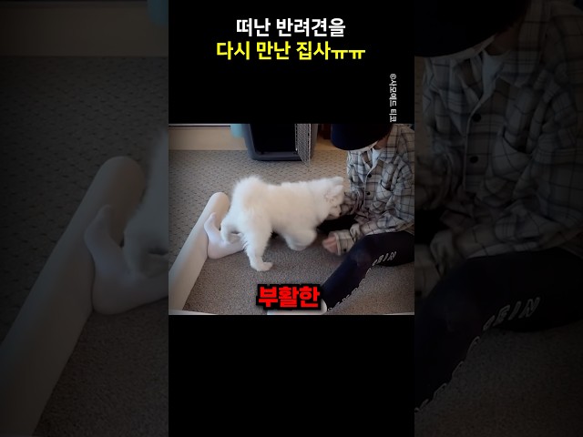 떠난 반려견을 다시 만난 집사ㅠㅠ