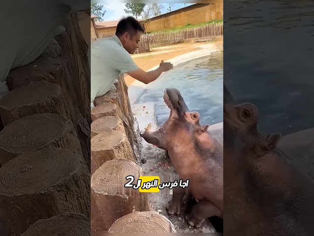 لماذا اقترب فرس النهر الثاني فجأة بهذا الشكل؟ 🦛❓