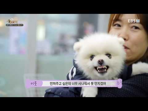 강형욱의 세상에 나쁜 개는 없다 E24 180216 엄마 껌딱지 카스의 홀로서기 720