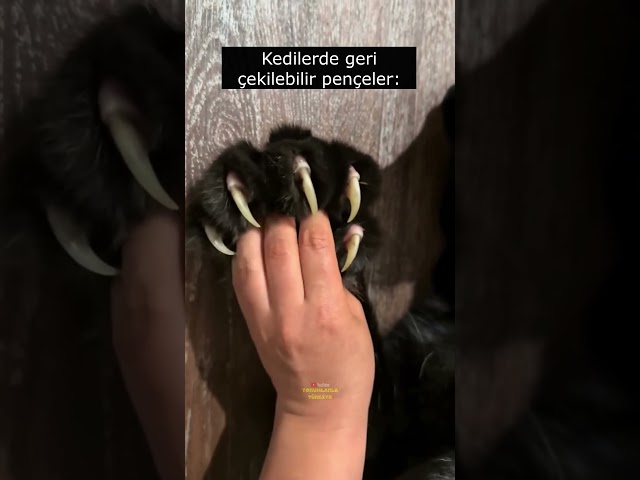 Mini minnacık kedicik 😂