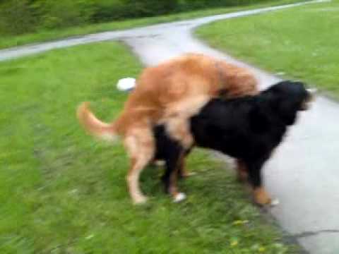 sex mit hund you tube sex mit hund you tube
