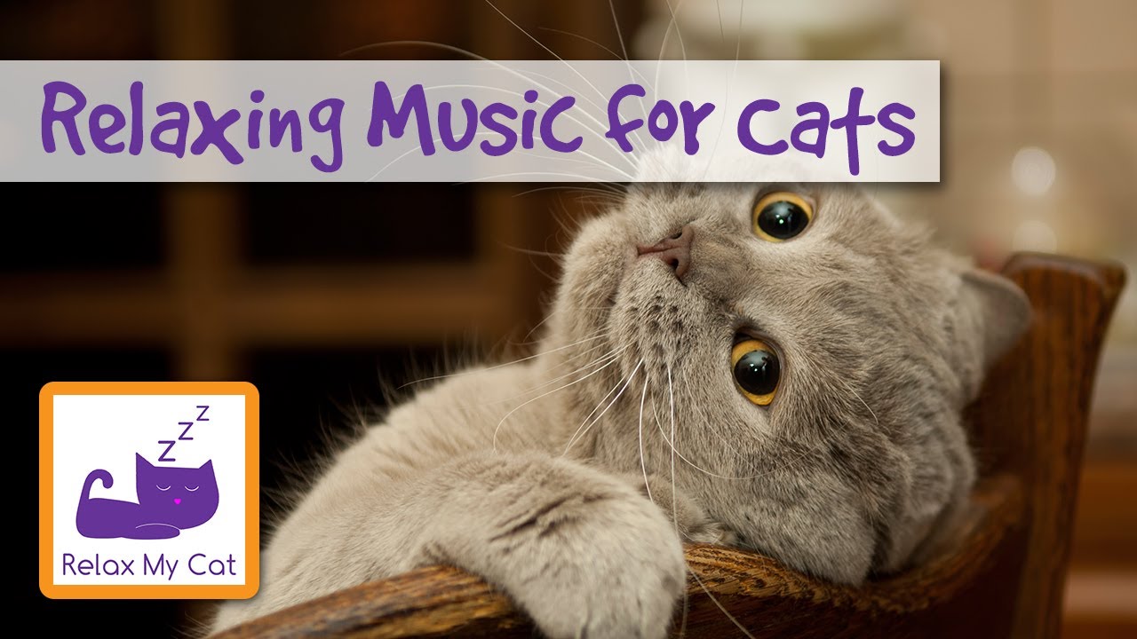 1 hour of relaxing music for cats - YouTube