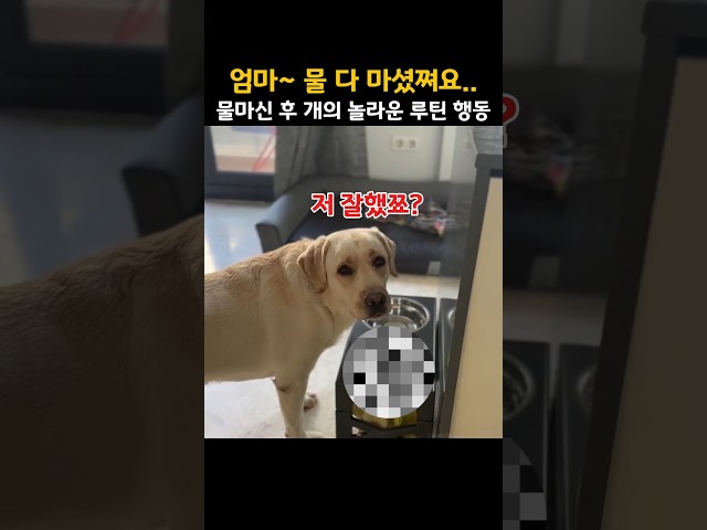 "이 행동 뭐야?" 얌전히 물 다 마신 댕댕이의 수상한 루틴