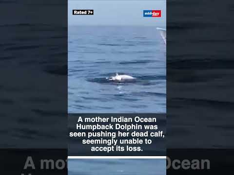 Heartbreaking Scene Mother Dolphins Grief Caught on Camera Near Sindhudurg  12K views  play Short