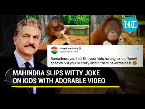 Viral: Anand Mahindra posts video of ape feeding tiger cub; 'Feel kids belong to different species' Viral: Anand Mahindra posts video of ape feeding tiger cub; 'Feel kids belong to different species'