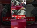 Cat gets stuck in car engine  - 00:55 min - News - Video