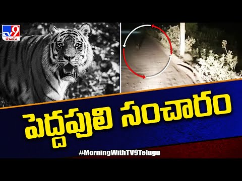 Visuals: Tiger spotted at Polavaram project