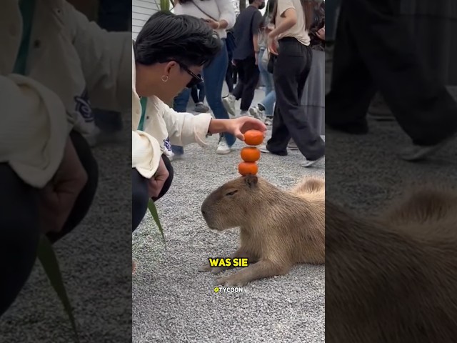 #capybara #wasserschwein