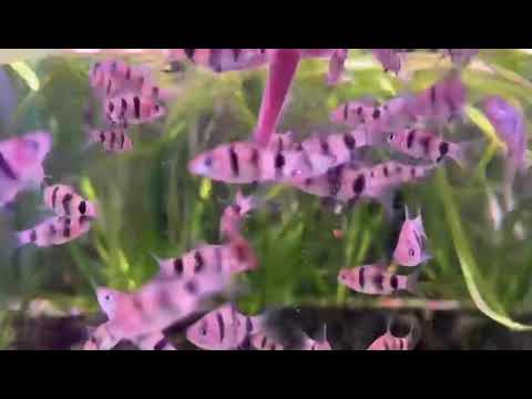 video Black Ruby Barb 3cm