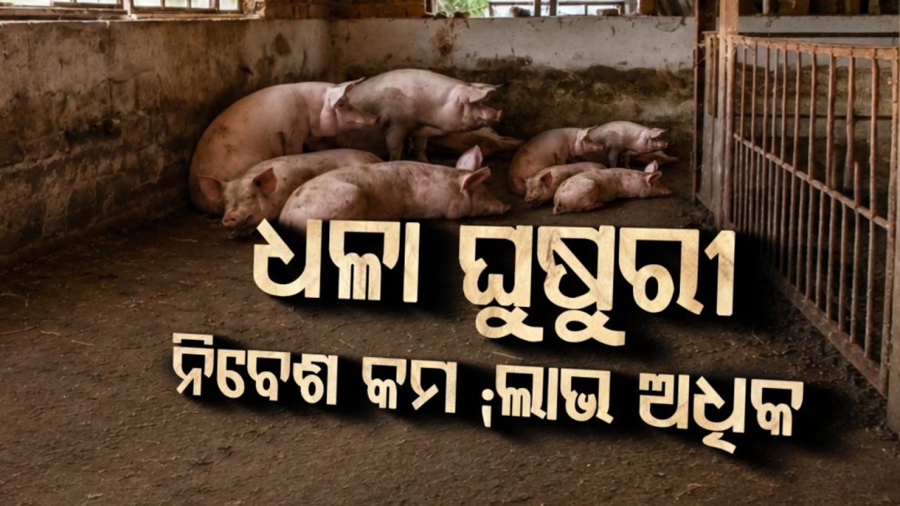 ଧଳା ଘୁଷୁରୀ : ଲାଭ ଅଧିକ | Pig Farming | Success Story Of Angul Entrepreneur Rupan Sahu | Argus News