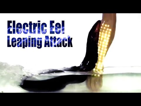Електричната јагула може да скокне од водата и да ве нападне