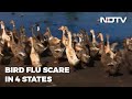 Bird flu scare in 4 states, authorities on high alert