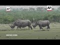 Los rinocerontes negros, en peligro por la caza furtiva y la pérdida de habitat.  - 02:00 min - News - Video