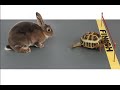 Video of Real Race between Hare and Tortoise goes Viral