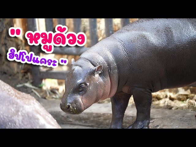 เพลง หมูด้วง ฮิปโปแคระ สวนสัตว์ขอนแก่น น้องปุญ คิดส์มีซอง 2568 | KidsMeSong