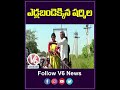 YS Sharmila rides bullock cart