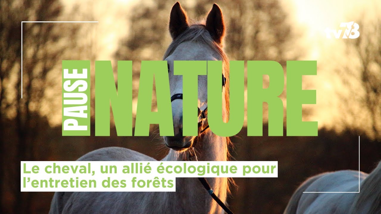 Le cheval de trait : un allié écologique pour l’entretien des forêts