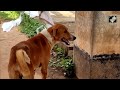 Keralas Hachiko: Video Of Dog Waiting For Dead Owner Moves Internet - 01:57 min - News - Video