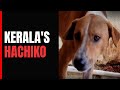 Keralas Hachiko: Video Of Dog Waiting For Dead Owner Moves Internet