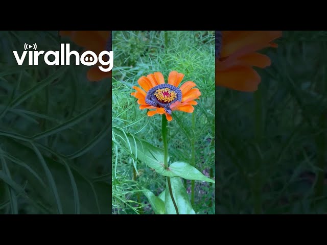 Baby Snake Sits on a Flower || ViralHog