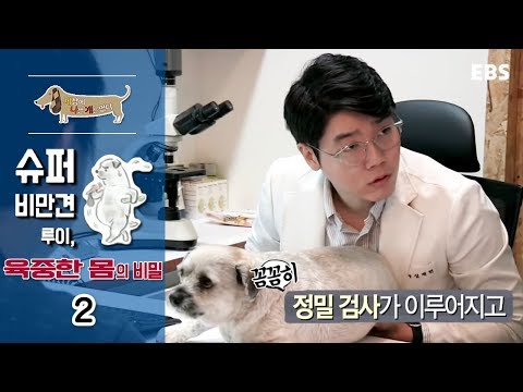 세상에 나쁜 개는 없다 - 슈퍼 비만견 루이, 육중한 몸의 비밀_#002