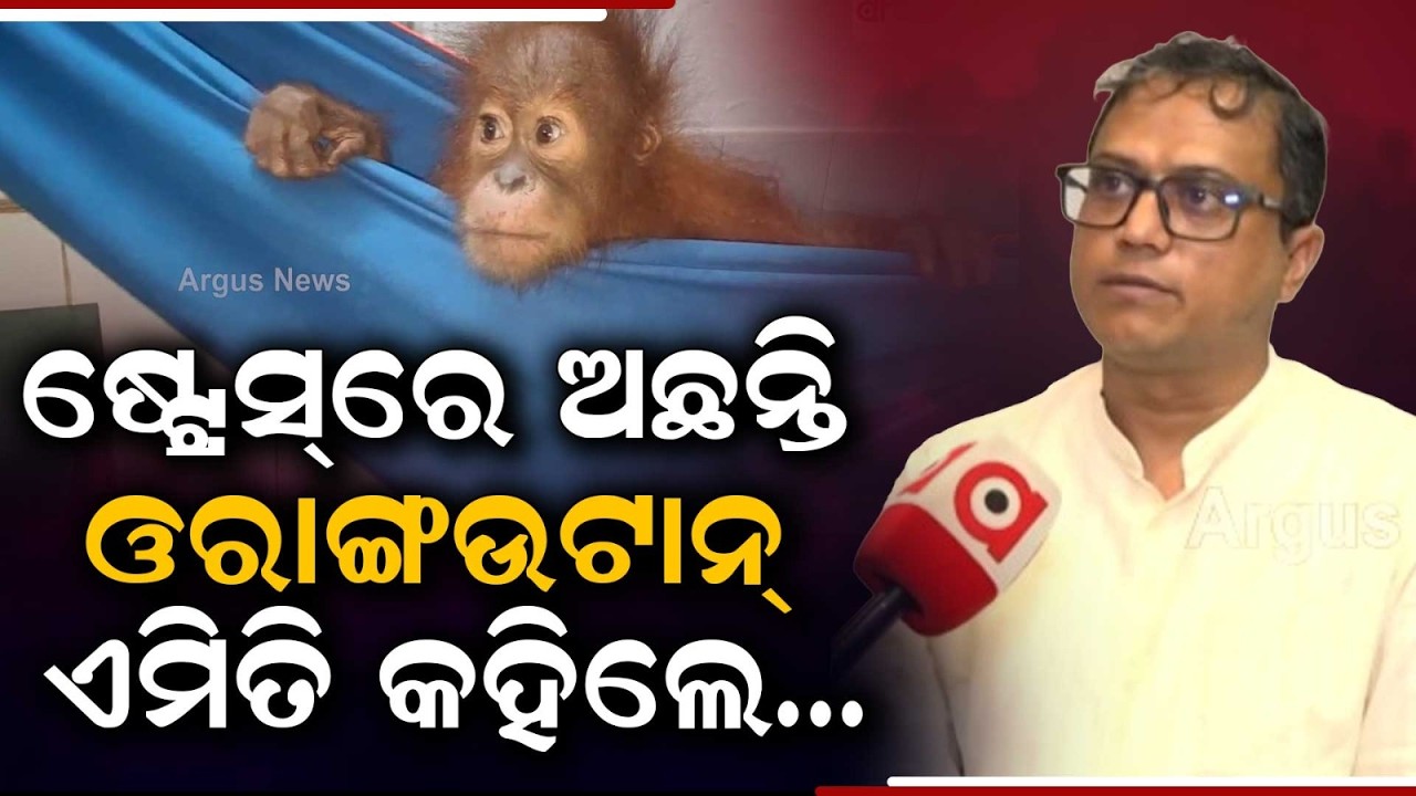 ଷ୍ଟ୍ରେସ୍‌ରେ ଅଛନ୍ତି ଓରାଙ୍ଗଉଟାନ୍‌.. | Rescued Baby Orangutans in Nandankanan Face Stress | Argus News