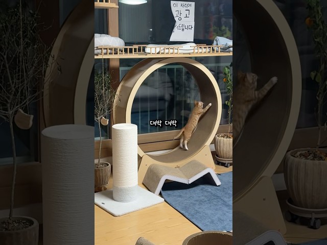 차세대 효녀 고양이