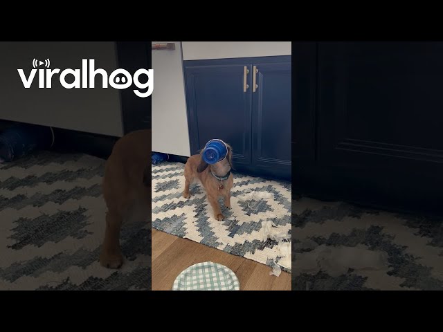 Garbage-Digging Dachshund Freezes in Guilt || ViralHog