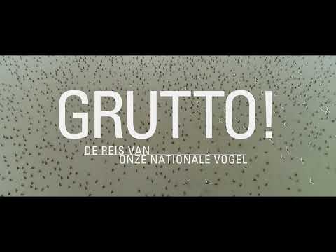 Grutto! De Reis van onze Nationale Vogel'