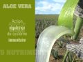 Tout savoir sur l'Aloe Vera