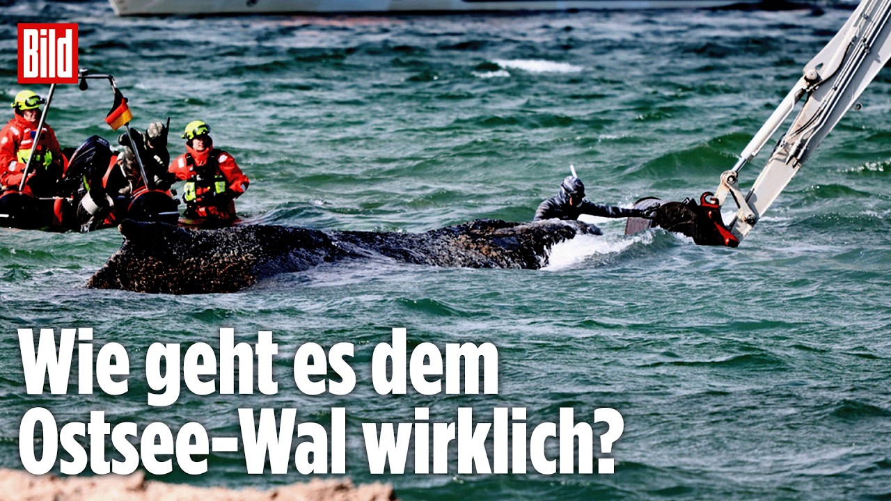 🔴 Wie lange hält Timmy noch durch? Pressekonferenz in Wismar LIVE