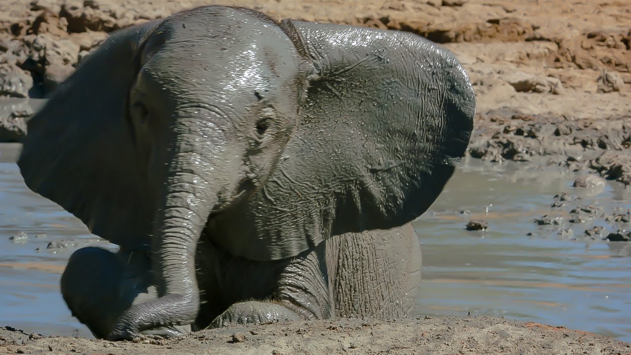 Baby Elephant's Adorable First Bath | BBC Earth