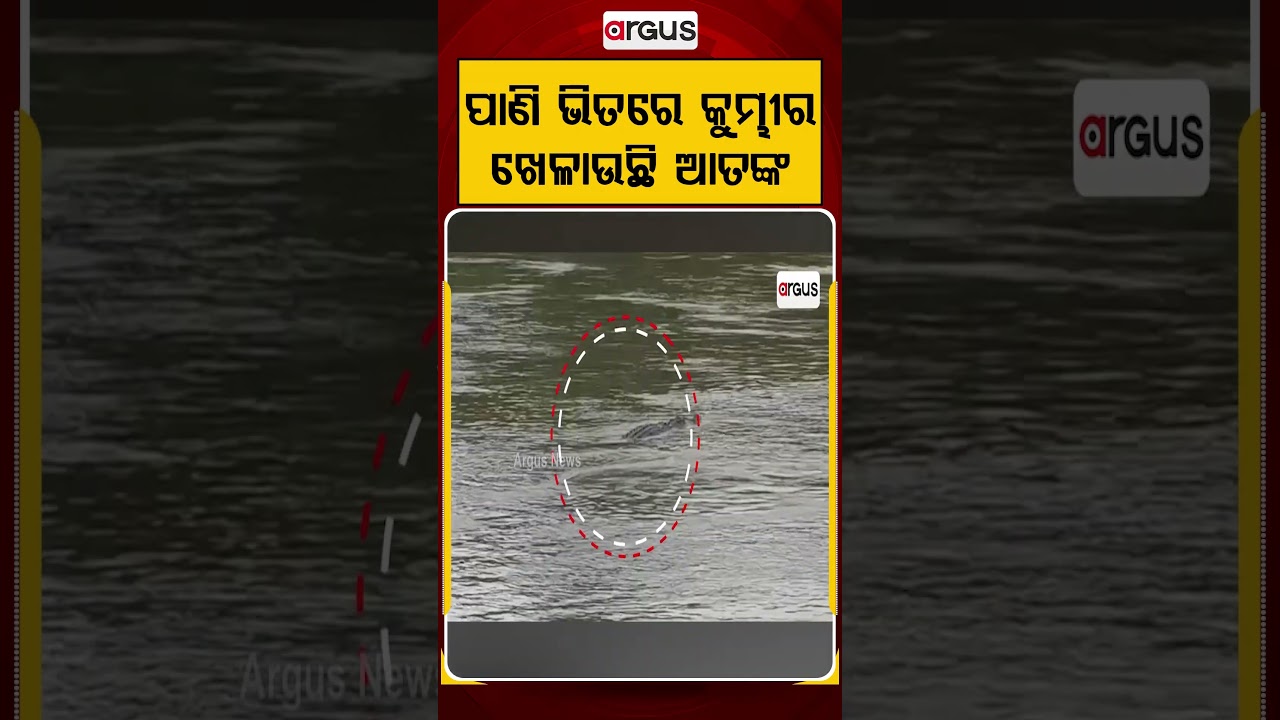 ପାଣି ଭିତରେ କୁମ୍ଭୀର ଖେଳାଉଛି ଆତଙ୍କ | Argus Reels | CrocodileTerror | CrocodilePanic | ArgusNews
