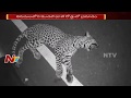 RTC bus hits cheetah on Tirumala ghat road