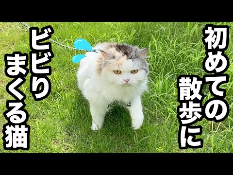 初めての散歩が大変すぎました関西弁でしゃべる猫 まとめちゅーぶ