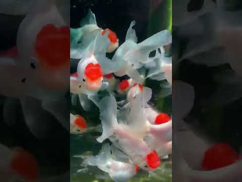 video Red Cap Oranda 5cm