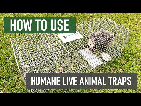 Havahart 1081 Live Animal Professional Style One-Door Large Raccoon, Small Dogs, and Fox Cage Trap-Made in The USA