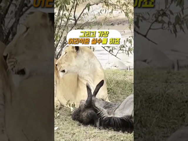사자가 누우를 잡고, 땅을 치고 후회한 이유